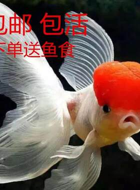 冷水金鱼观赏鱼耐活好养淡水狮子头丹顶虎头龙睛草金鱼活鱼饲料鱼