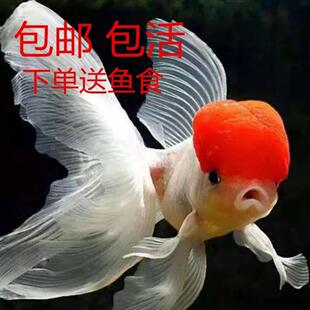 冷水金鱼观赏鱼耐活好养淡水狮子头丹顶虎头龙睛草金鱼活鱼饲料鱼