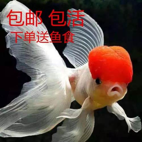 冷水金鱼观赏鱼耐活好养淡水狮子头丹顶虎头龙睛草金鱼活鱼饲料鱼