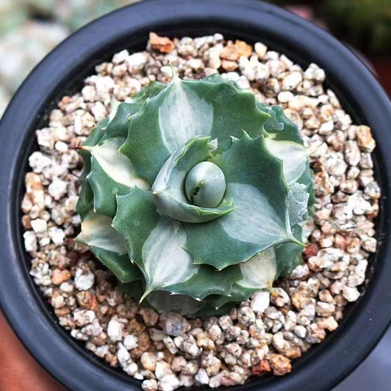 【王妃雷神】白中斑稀有变异锦龙舌兰科多肉植物沙生阳台景观盆栽