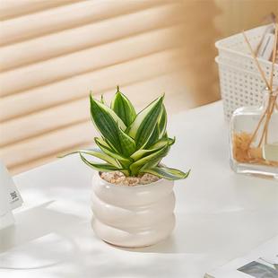 金边哈尼虎皮兰耐阴植物办公室内客厅桌面绿植花卉盆栽净化空气