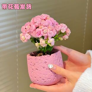 海天霞粉色重瓣大花长寿花多肉植物桌面办公室阳台绿植花卉小盆栽