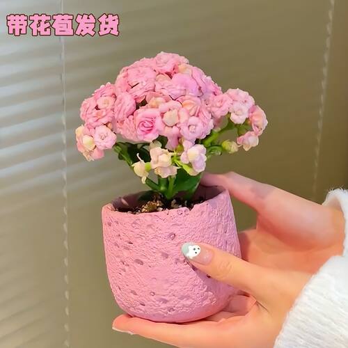 超多花苞海天霞长寿花