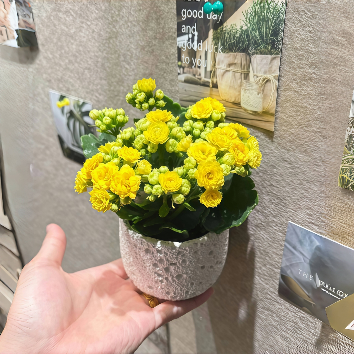 柏丽长寿花大花重瓣超长花期