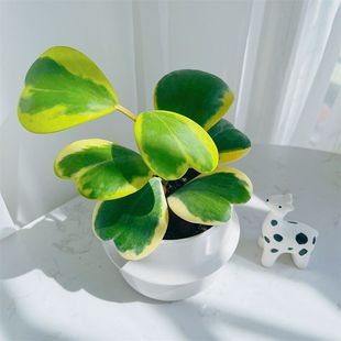 【情比金坚】金边心叶球兰锦办公室内桌面绿植花卉盆栽送女友礼物