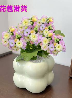 花朵五颜六色彩虹糖长寿花