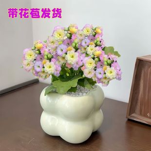 彩虹糖长寿花多肉植物绿植花卉盆栽新手好养懒人办公室内桌面植物