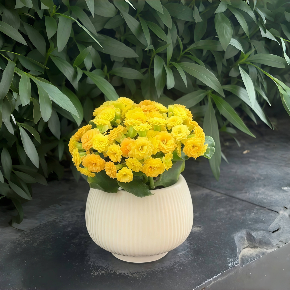 柏丽长寿花超多花苞超长花期