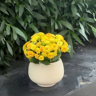 柏丽长寿花超长花期重瓣开花多肉植物办公室内阳台绿植花卉盆栽