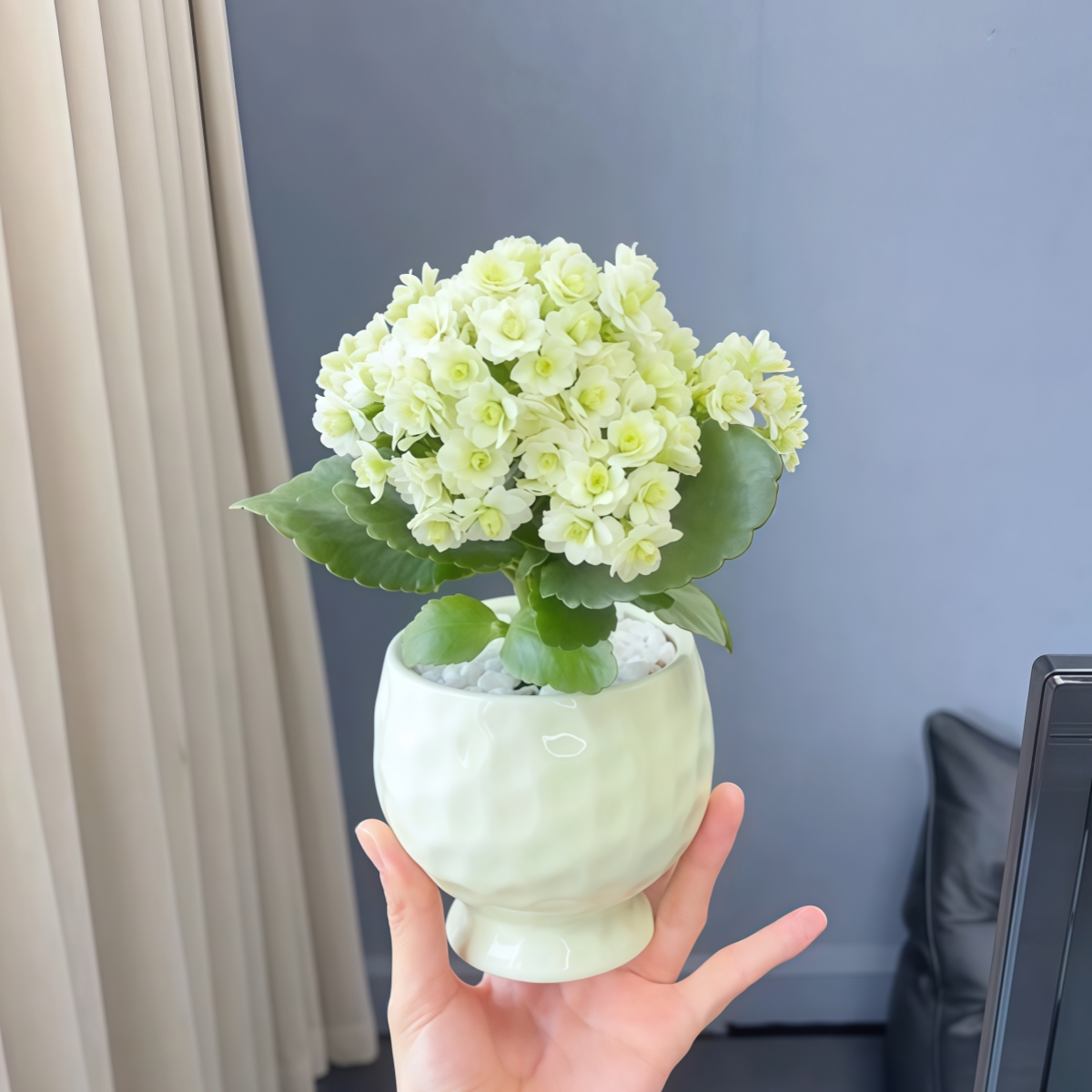 绿巴黎长寿花带超多花苞