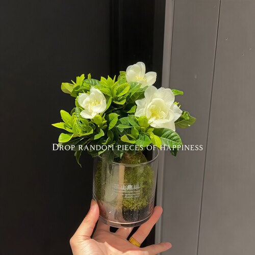 开花带香味清香栀子花苔藓球