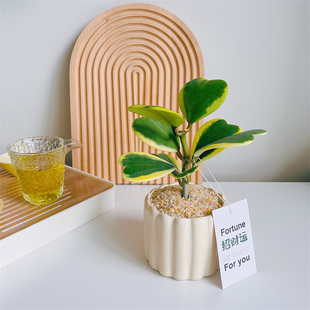 招财黄金心叶球兰锦办公室内客厅桌面绿植花卉盆栽净化空气送人礼