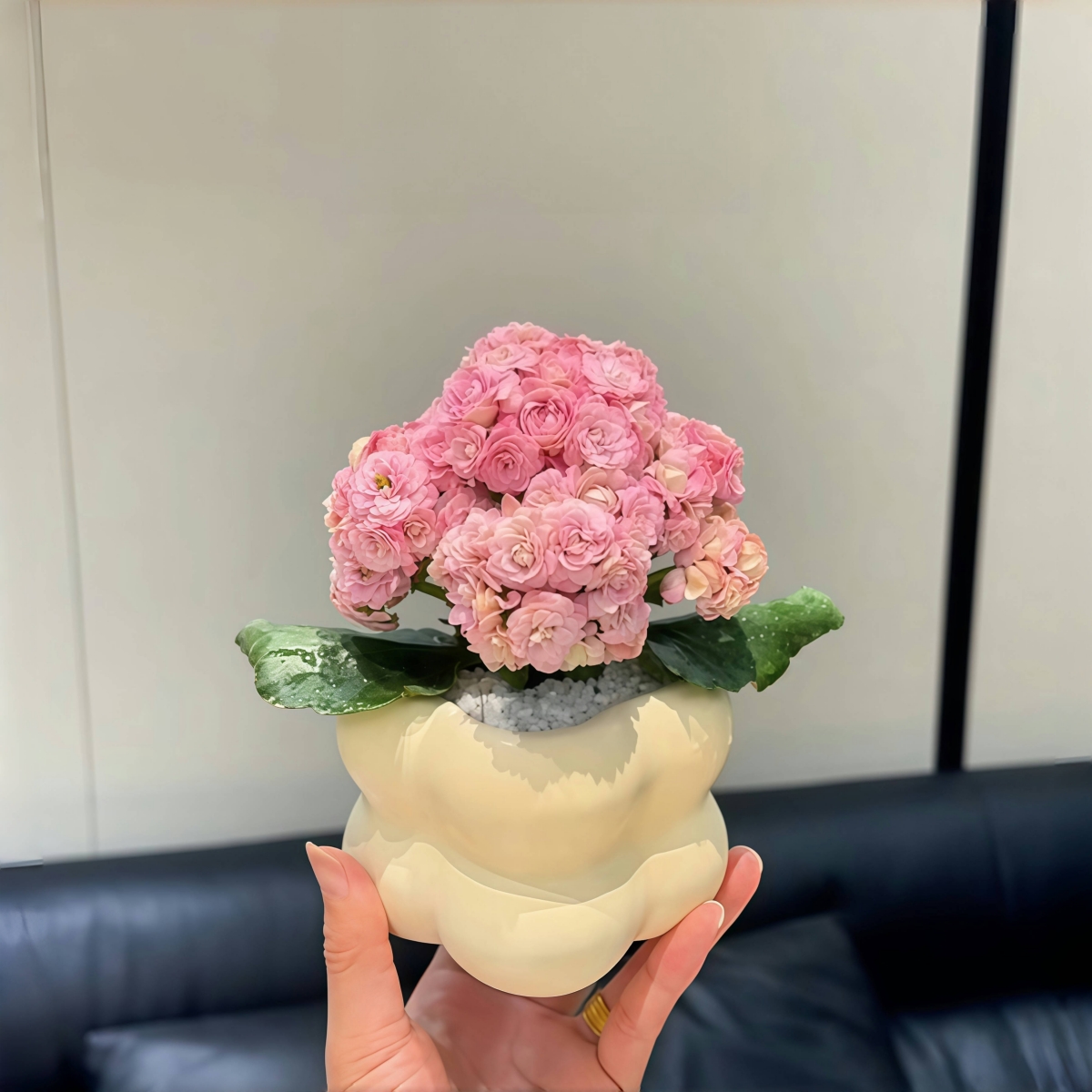 粉色系海天霞长寿花超多花苞