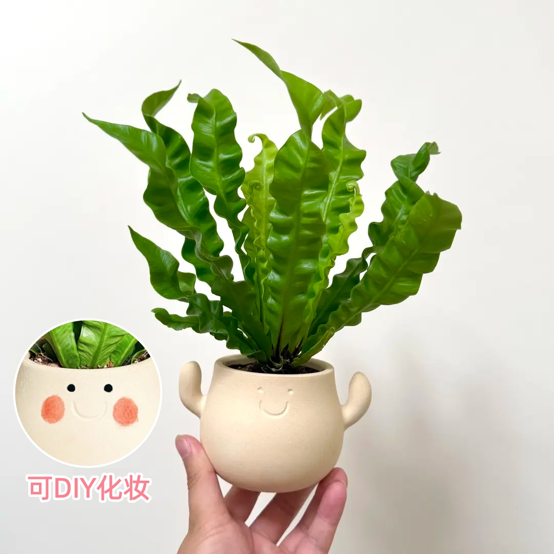 可爱笑脸盆火焰鸟巢蕨