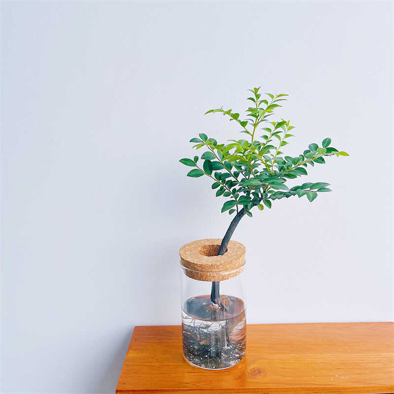 小叶紫檀水培植物名贵品种办公室内客厅桌面绿植花卉盆栽常青盆景