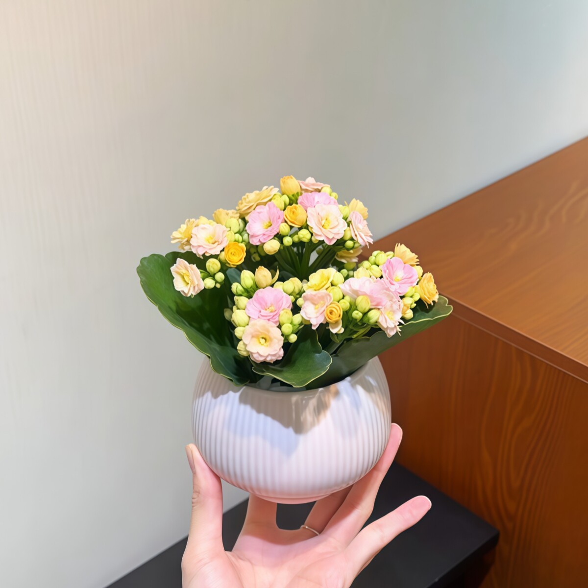 彩虹糖长寿花带花苞开花多肉植物阳台桌面绿植花卉盆栽新手好养