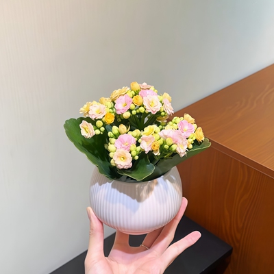 彩虹糖长寿花带花苞发货