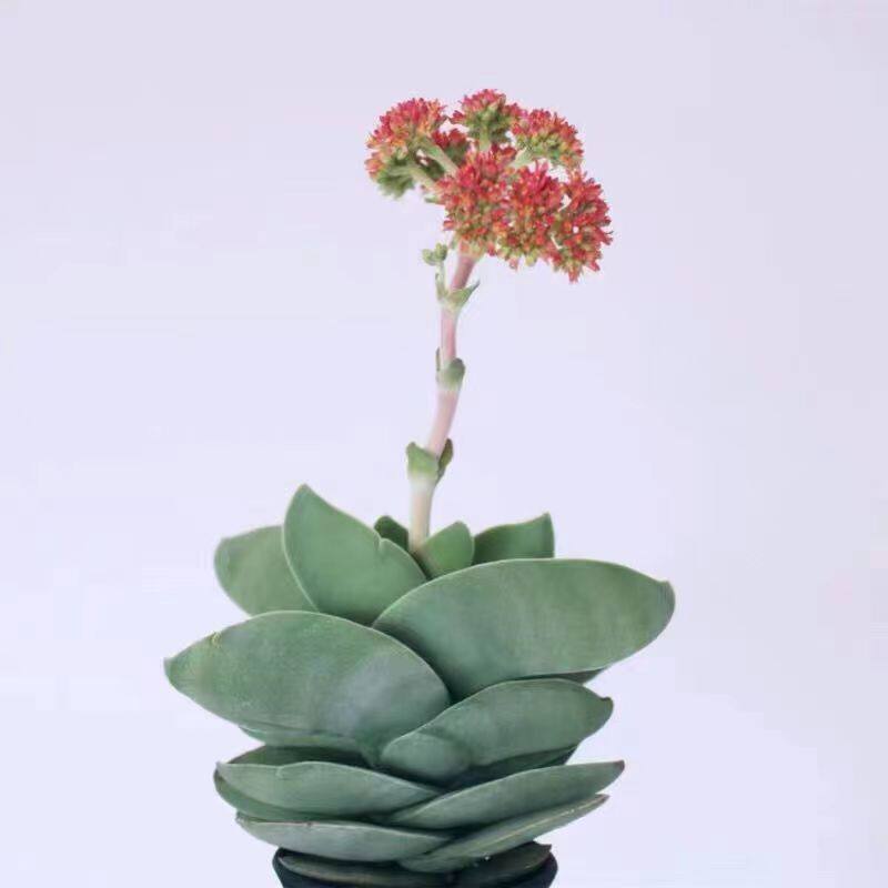 【稀有】神刀多肉植物奇趣肉肉会开花室内绿植花卉盆栽防辐射吸甲