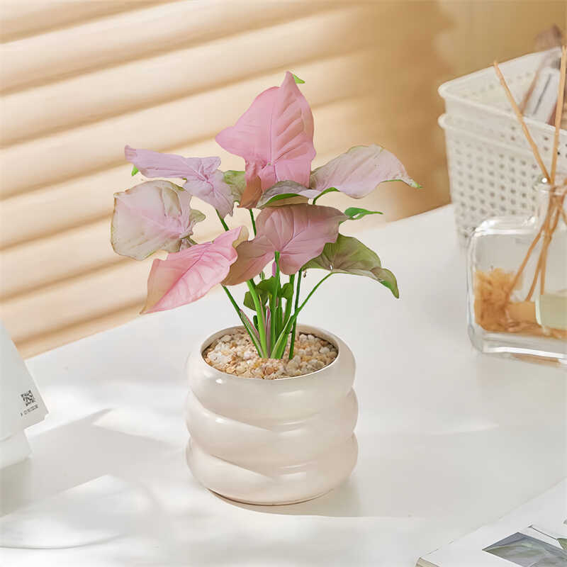 合果芋防辐射耐阴花卉盆栽