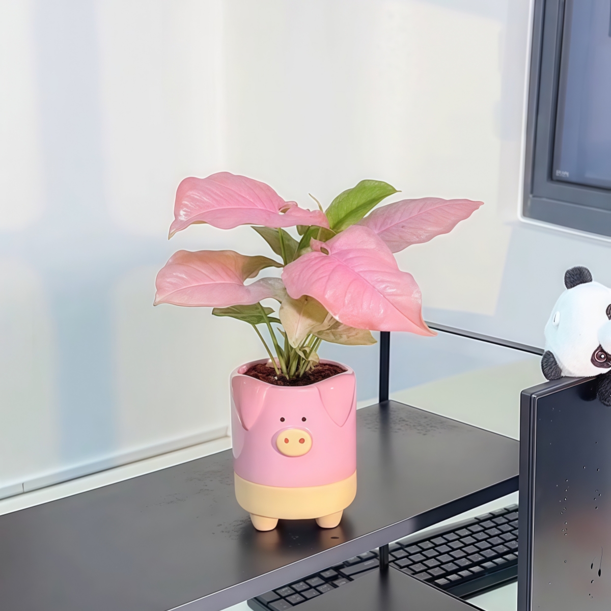 红粉佳人粉色小猪盆室内盆栽