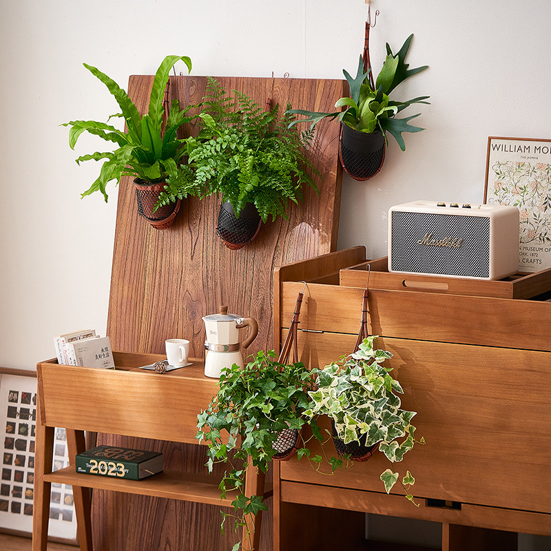 【壁挂植物】悬挂垂吊盆栽办公室内客厅绿植花卉净化空气装饰摆件,鲜花速递/花卉仿真/绿植园艺,绿植,淘宝优惠券,粉丝福利购,淘宝优惠卷