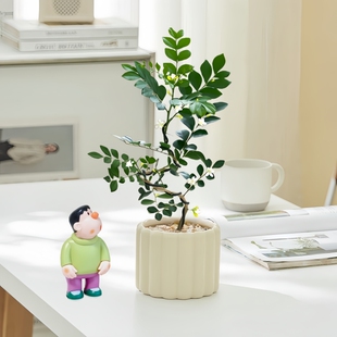 造型九里香七里香开花植物办公室内客厅绿植花卉盆栽 送胖虎