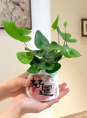 心愿蕨水培懒人好养植物