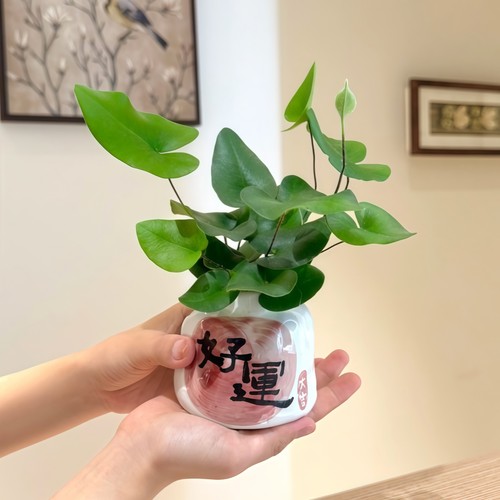 心愿蕨水培懒人好养植物