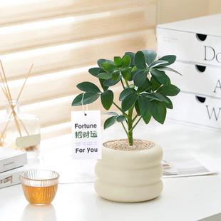 招财鸭脚木八方来财七叶莲北欧ins奶油办公室内绿植花卉桌面盆栽