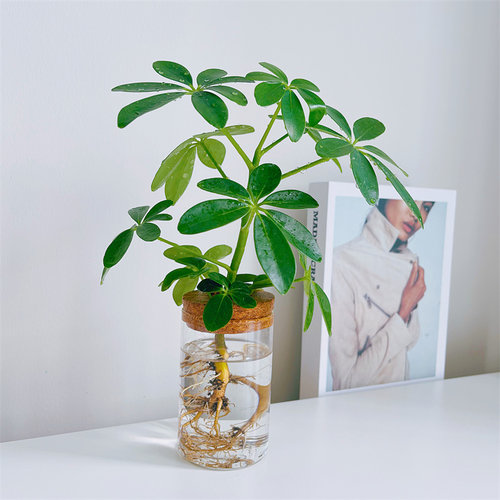 懒人水培高颜值植物鸭脚木
