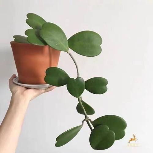 超好养送女友礼物绿植盆栽