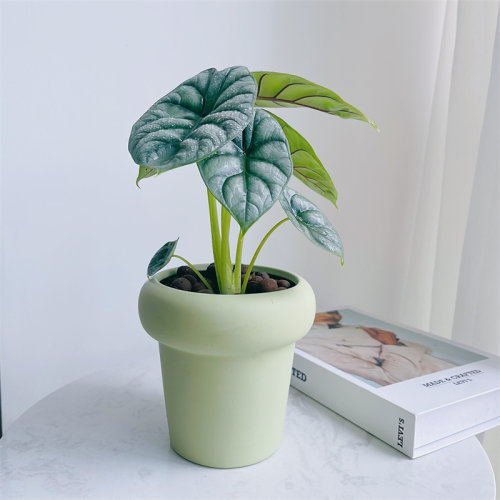网红绿植盆栽白犀牛海芋