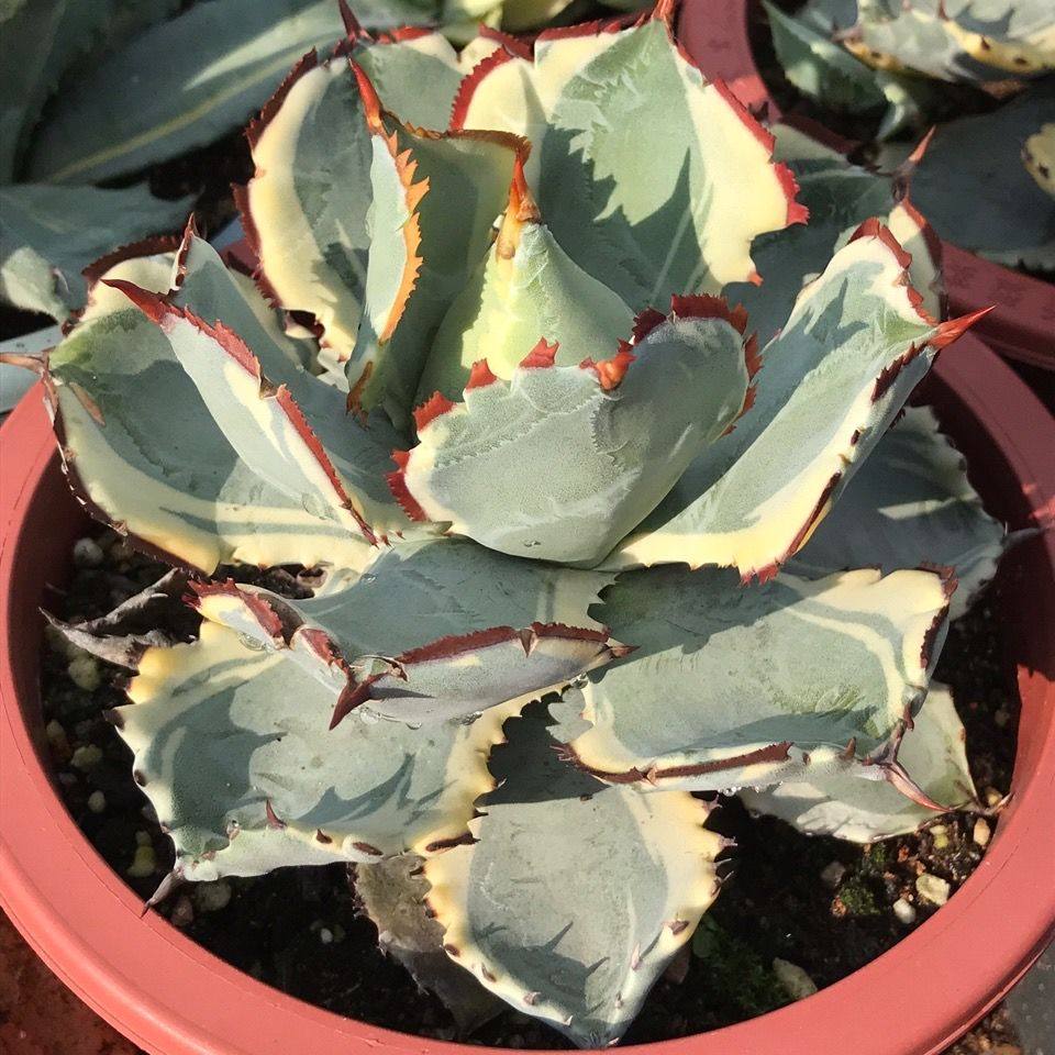 王妃连刺甲蟹锦龙舌兰多肉植物高端稀有罕见肉肉桌面趣味盆栽绿植