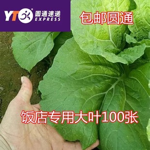 大白菜叶子饭包店东北饭包新鲜蔬菜饭包菜叶大菜叶100片包邮圆通