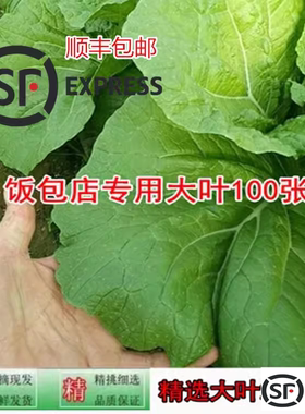 批发东北新鲜大白菜打饭包菜叶打菜包饭包白菜叶子100张大叶顺丰