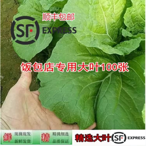 东北新鲜大白菜打饭包菜叶打菜包饭包白菜叶子100张大叶顺丰包邮