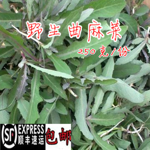 东北野生山菜山野菜苦菜曲麻菜苦麻子新鲜苣荬菜500克顺丰
