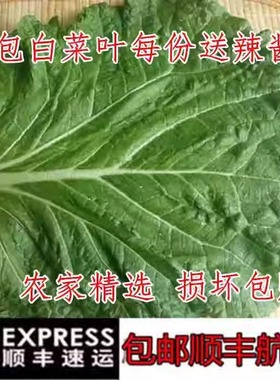 东北新鲜大白菜叶白菜叶东北白菜叶打饭包菜叶打菜包饭包白菜叶子