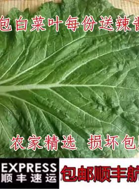 东北新鲜大白菜叶打饭包打菜包
