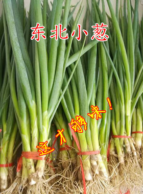 新鲜东北农家饭包小葱