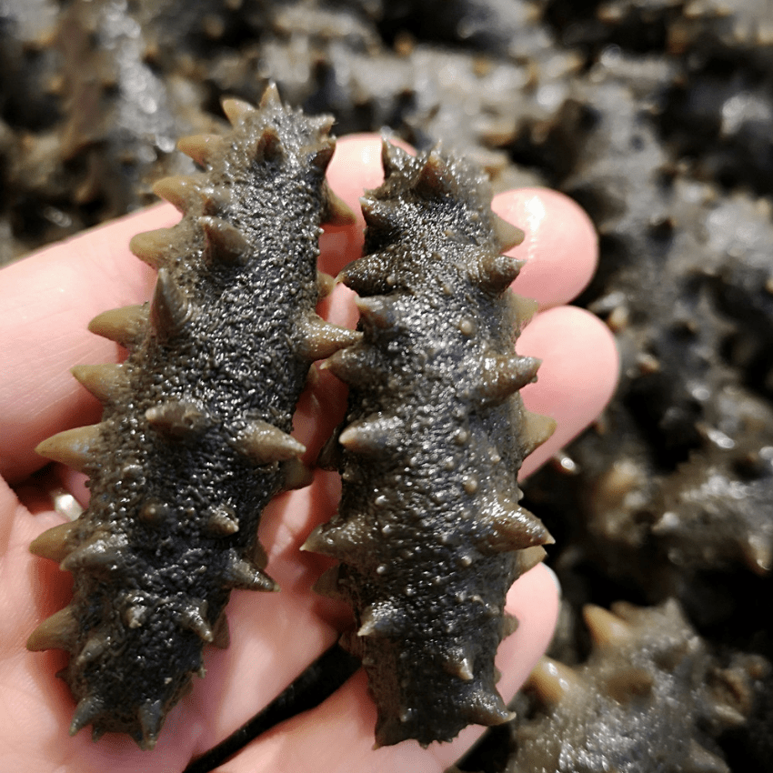 顶好半干盐渍海参大连辽刺参拉缸盐非淡干特价海鲜250克包邮