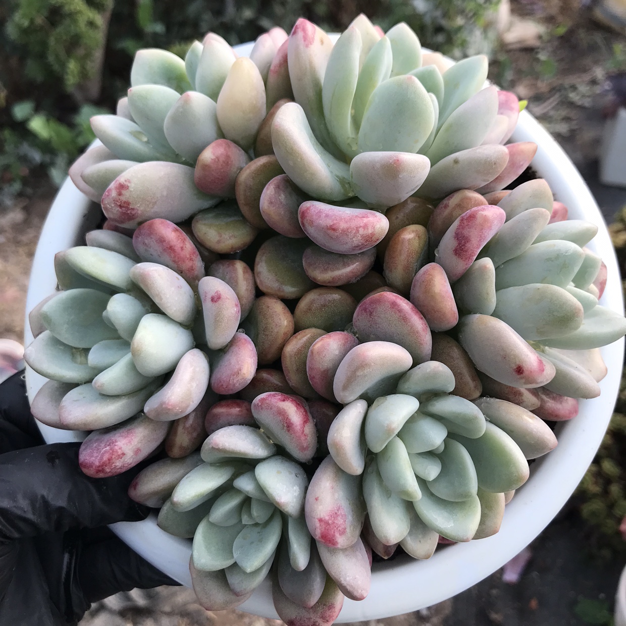花斑鹿多肉植物一物一拍 花斑鹿自然群生一物一拍