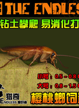【TE猎奇】活体饲料 樱桃蟑螂 易消化 不钻土 好养耐活 大小可选