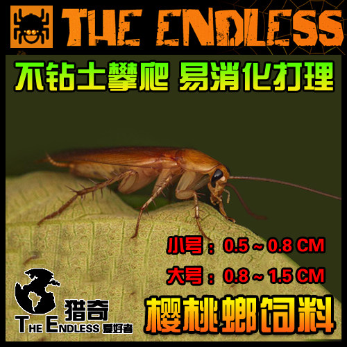 【TE猎奇】活体饲料 樱桃蟑螂 易消化 不钻土 好养耐活 大小可选