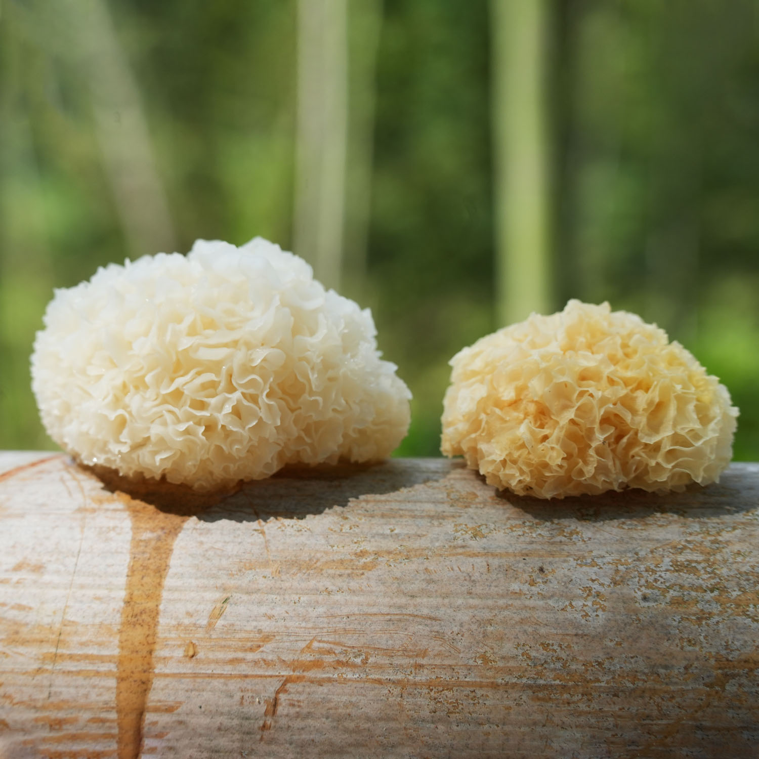 盛妈食遇 椴木小银耳 深山自然生长 不熏硫的本色银耳  软糯清香