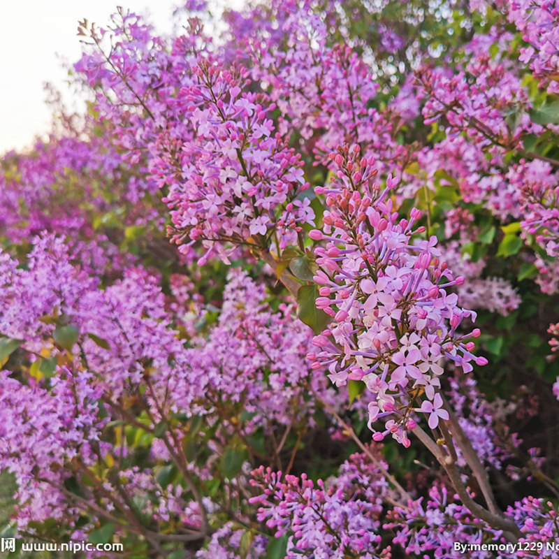 丁香花树苗紫丁香花苗庭院别墅耐寒绿化风景树丁香花阳台盆栽