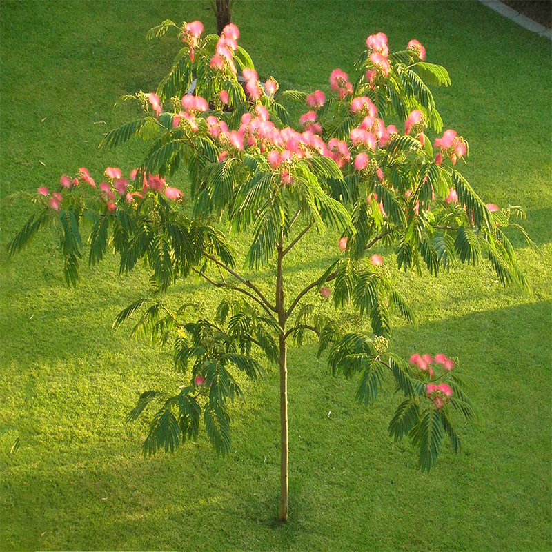 合欢树苗芙蓉树苗绒花树银叶金合欢花树苗树木庭院南北方种植盆栽 鲜花速递/花卉仿真/绿植园艺 行道树/乔木 原图主图