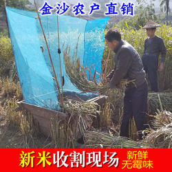 农家自产金沙小薏米福建莆田仙游意苡仁500克1斤2斤1000g散装包邮