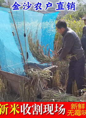 农家自产金沙小薏米福建莆田仙游意苡仁500克1斤2斤1000g散装包邮