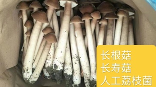 非野生荔枝菌 长寿菇人参菌人工高山荔枝菌 酒店特色食材顺丰到家